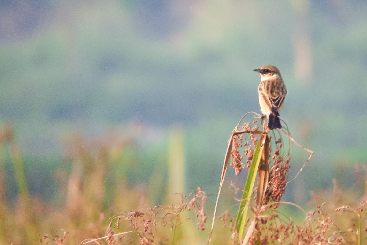 Siberian Stonechat (Siberian) - ML645412270