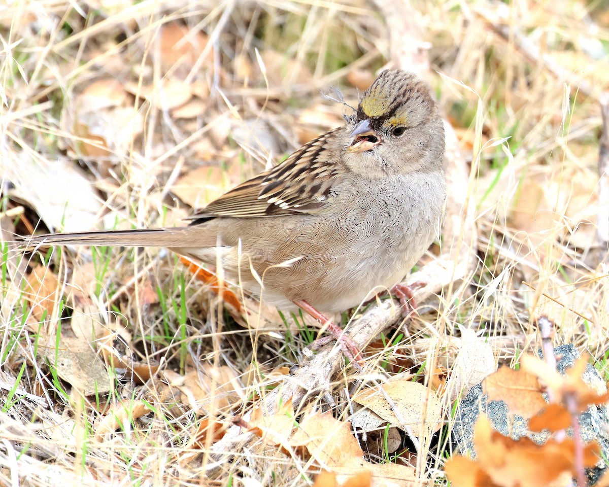 Чернобровая овсянка - ML645412273