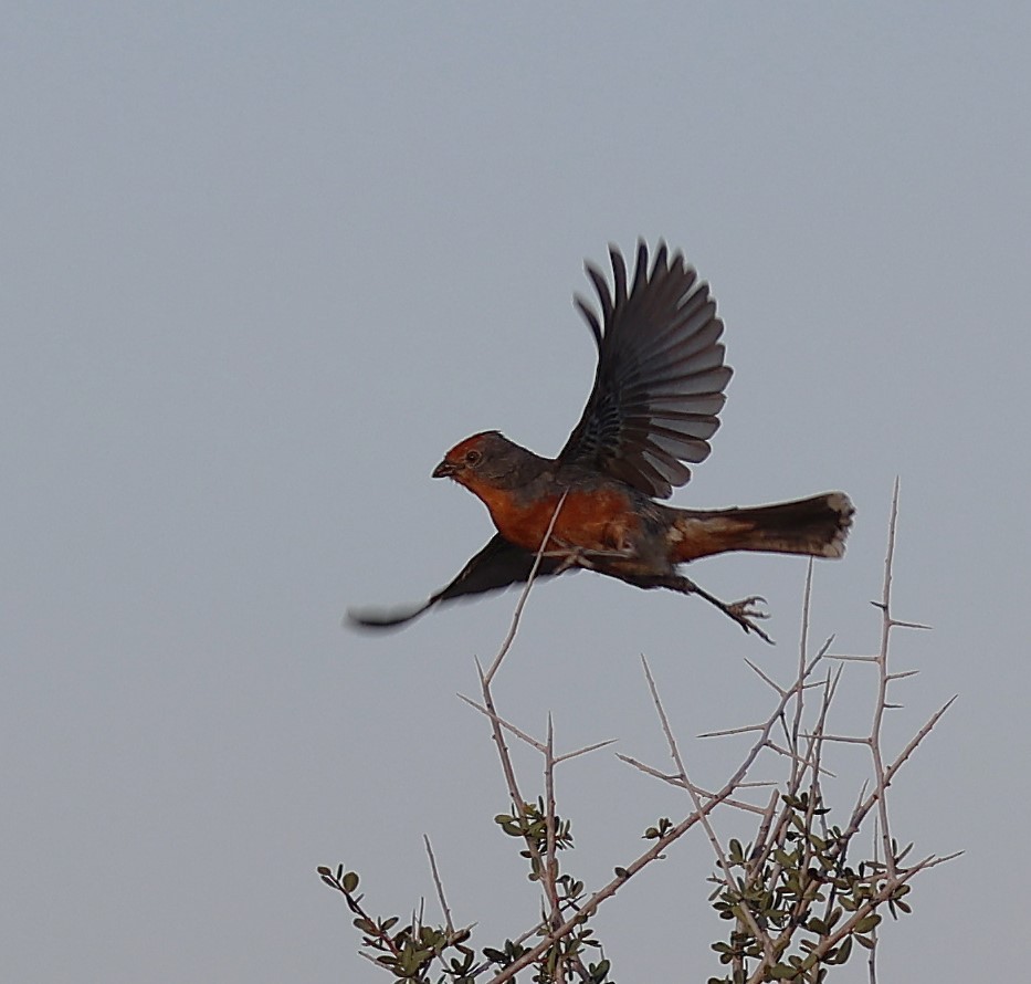 Рара червоновола - ML645412284