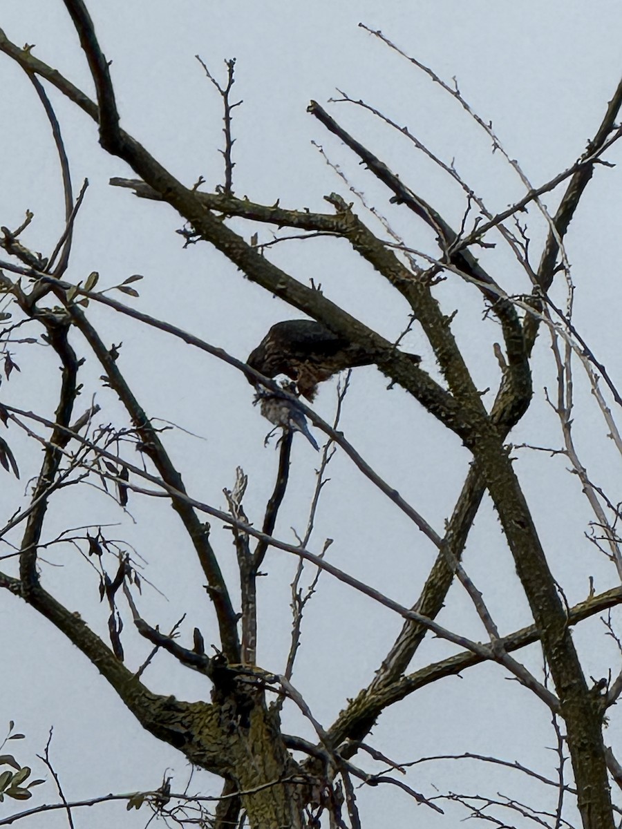 Merlin - ML645412289