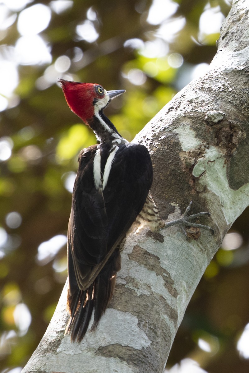 Crimson-crested Woodpecker - ML645412293