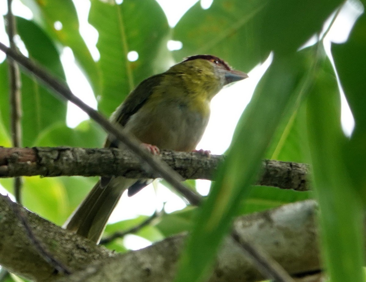 Rufous-browed Peppershrike - ML645412296