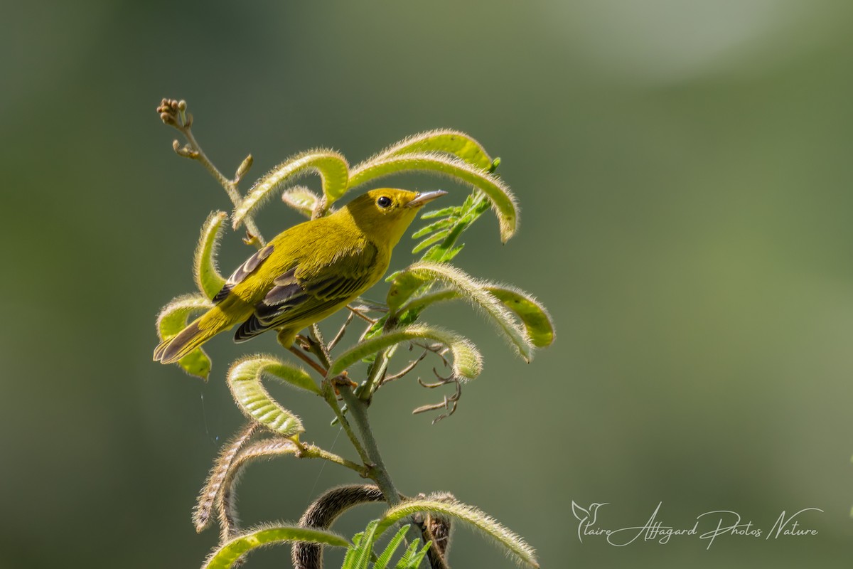 Mangrove Yellow Warbler (Lesser Antillean) - ML645412297