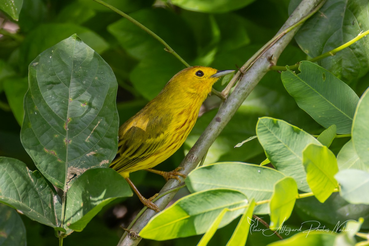 Mangrove Yellow Warbler (Lesser Antillean) - ML645412298
