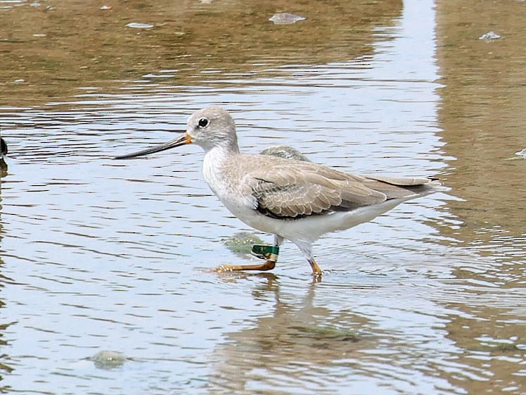 Terek Sandpiper - ML645412303