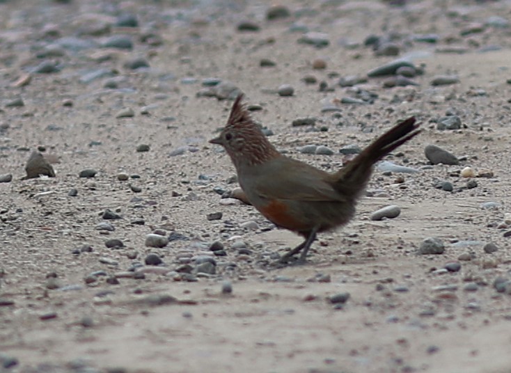 Crested Gallito - ML645412306