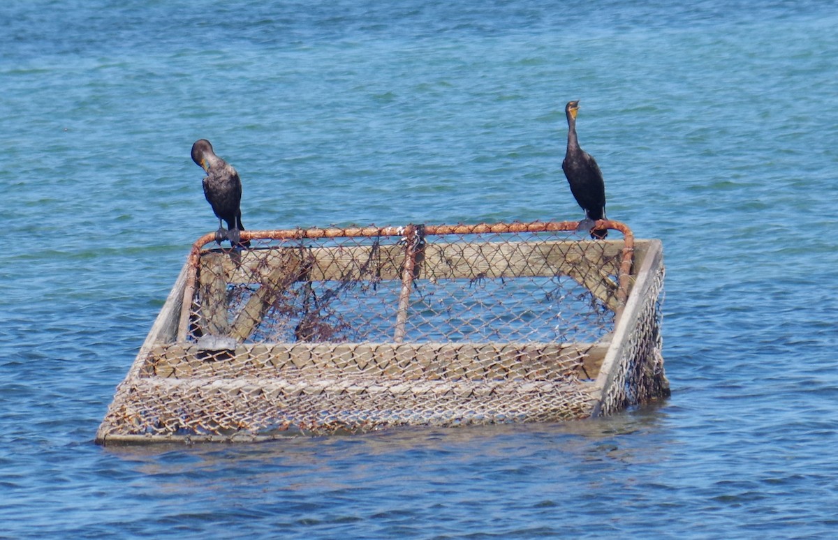 Double-crested Cormorant - ML645412307