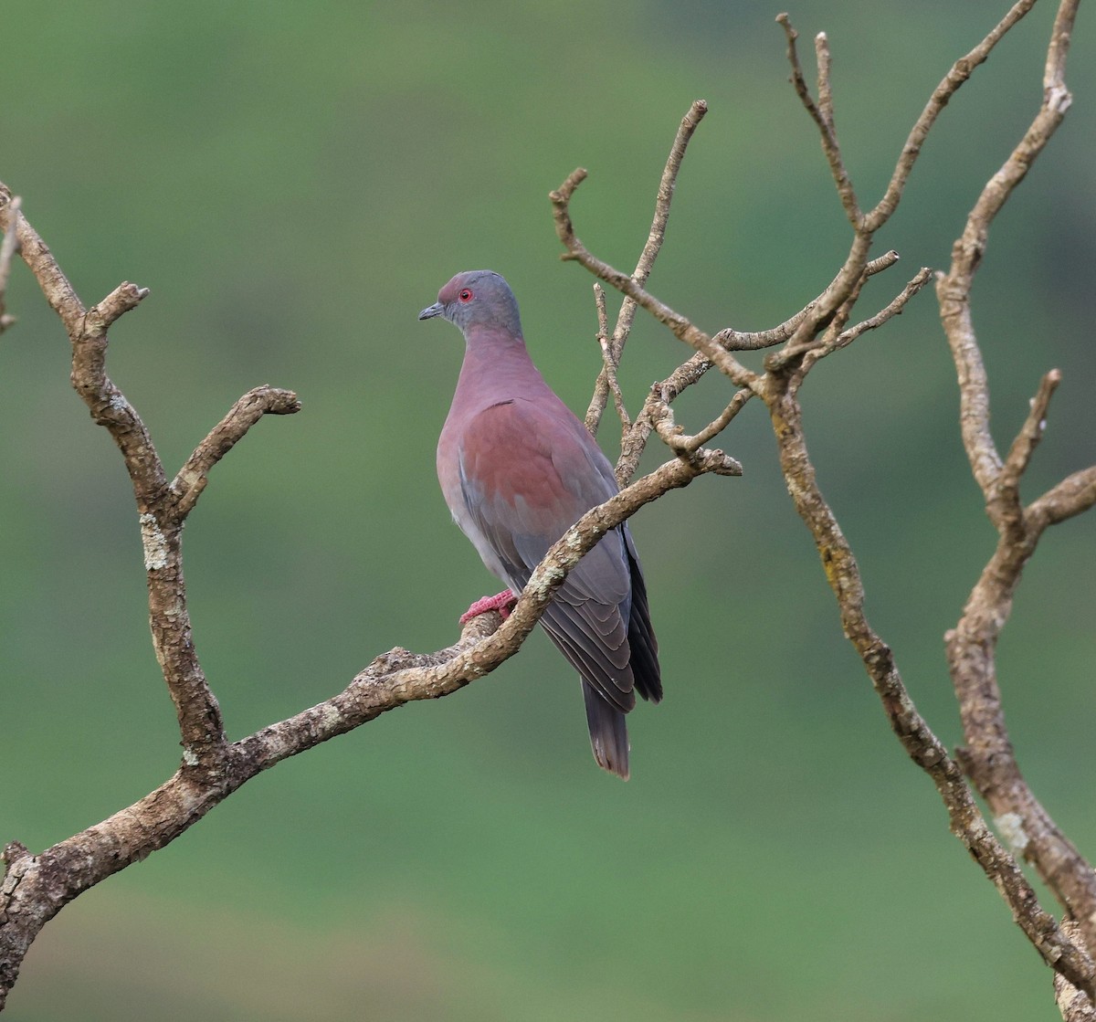 Pale-vented Pigeon - ML645412312