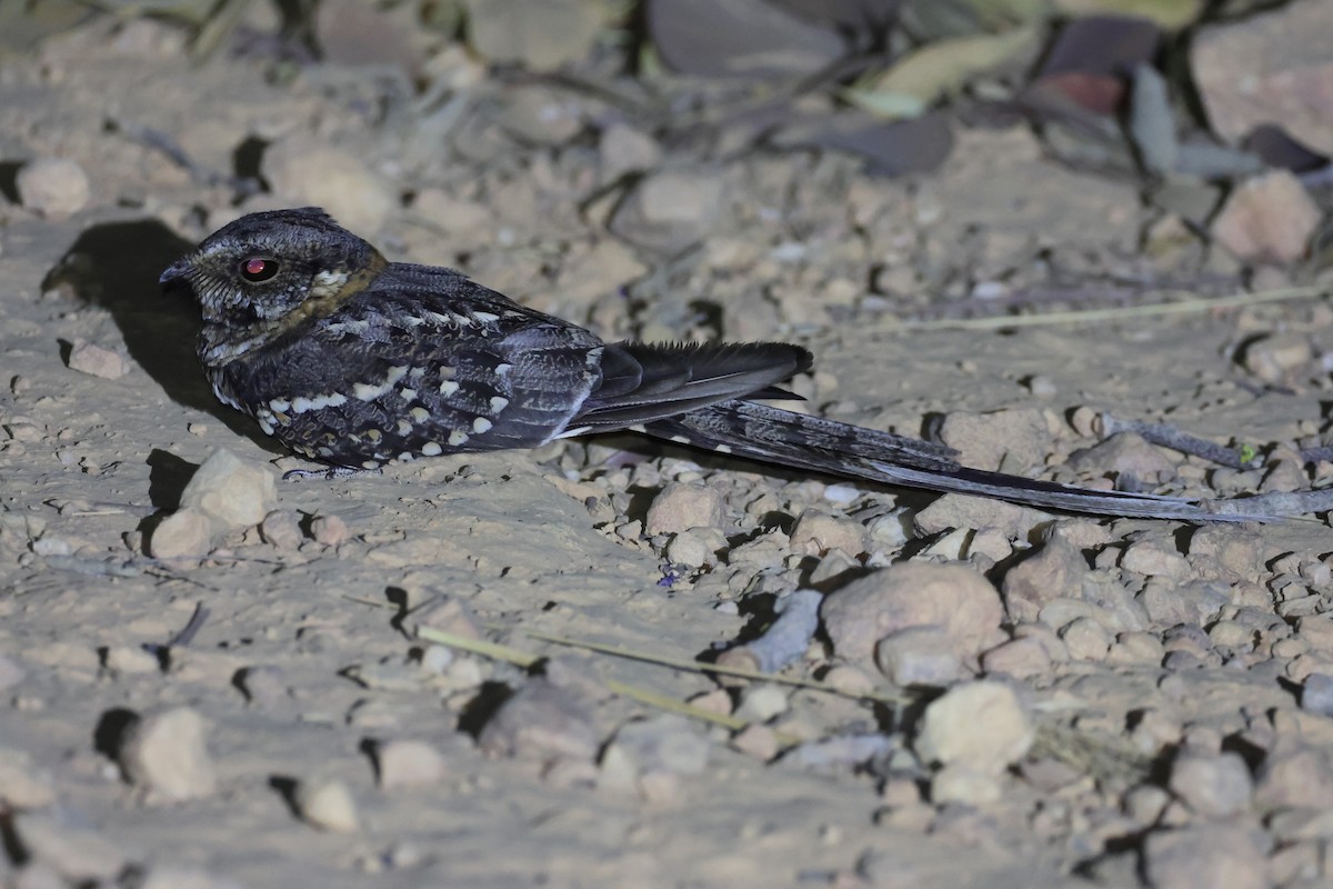 lelek nůžkoocasý - ML645412316