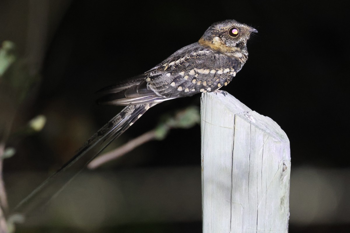 lelek nůžkoocasý - ML645412319