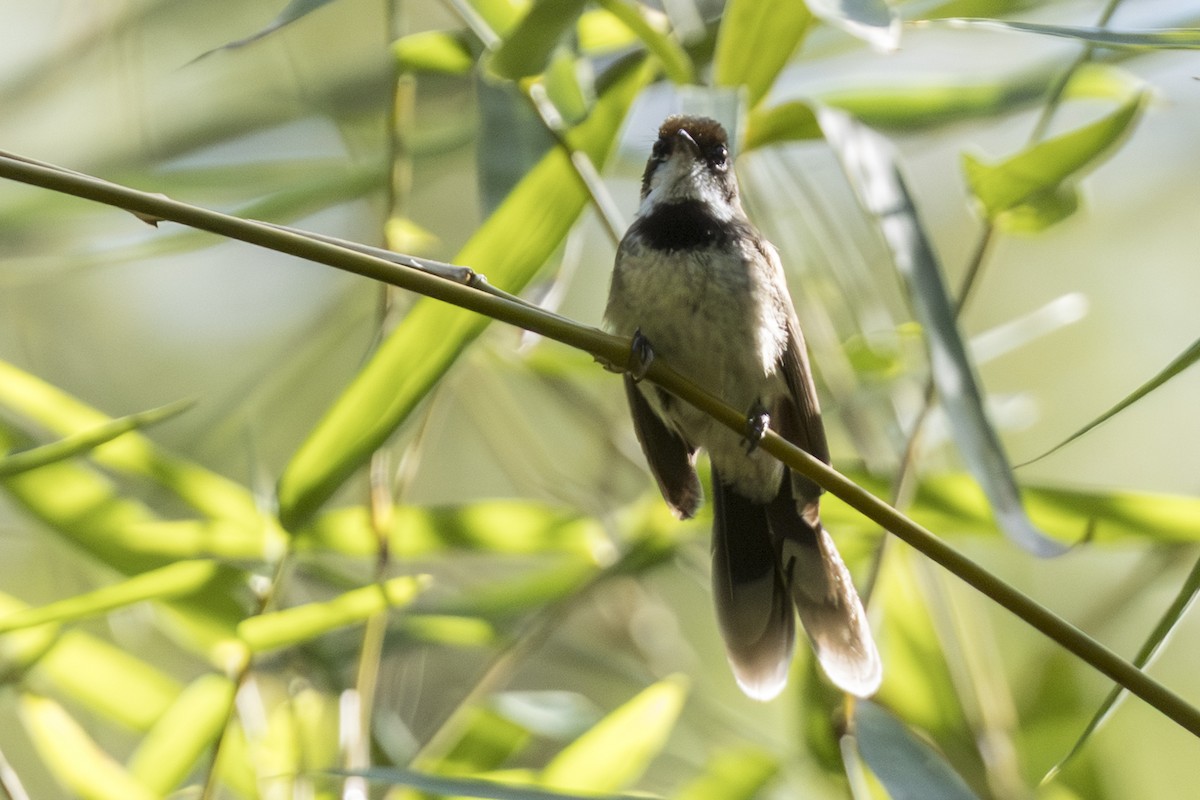 Supertramp Fantail - ML645412320