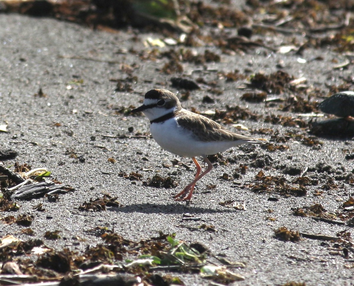 Collared Plover - ML645412332