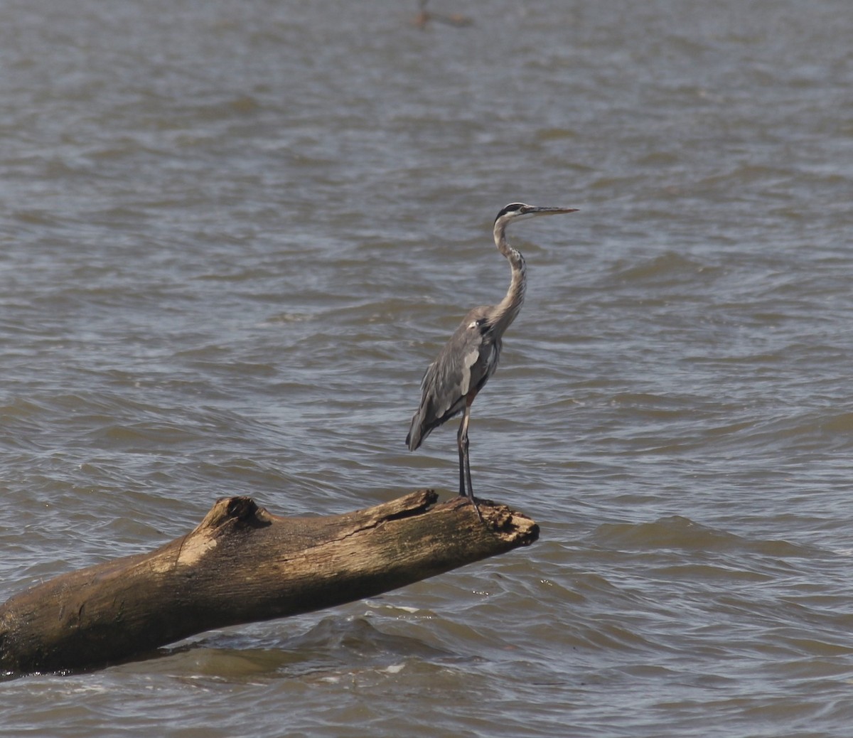 Great Blue Heron - ML645412343