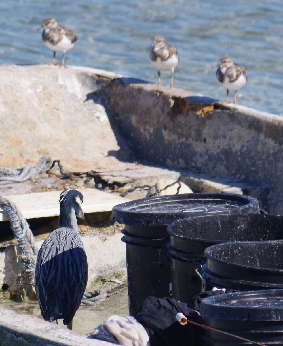 אנפת לילה צהובת-כיפה - ML645412354