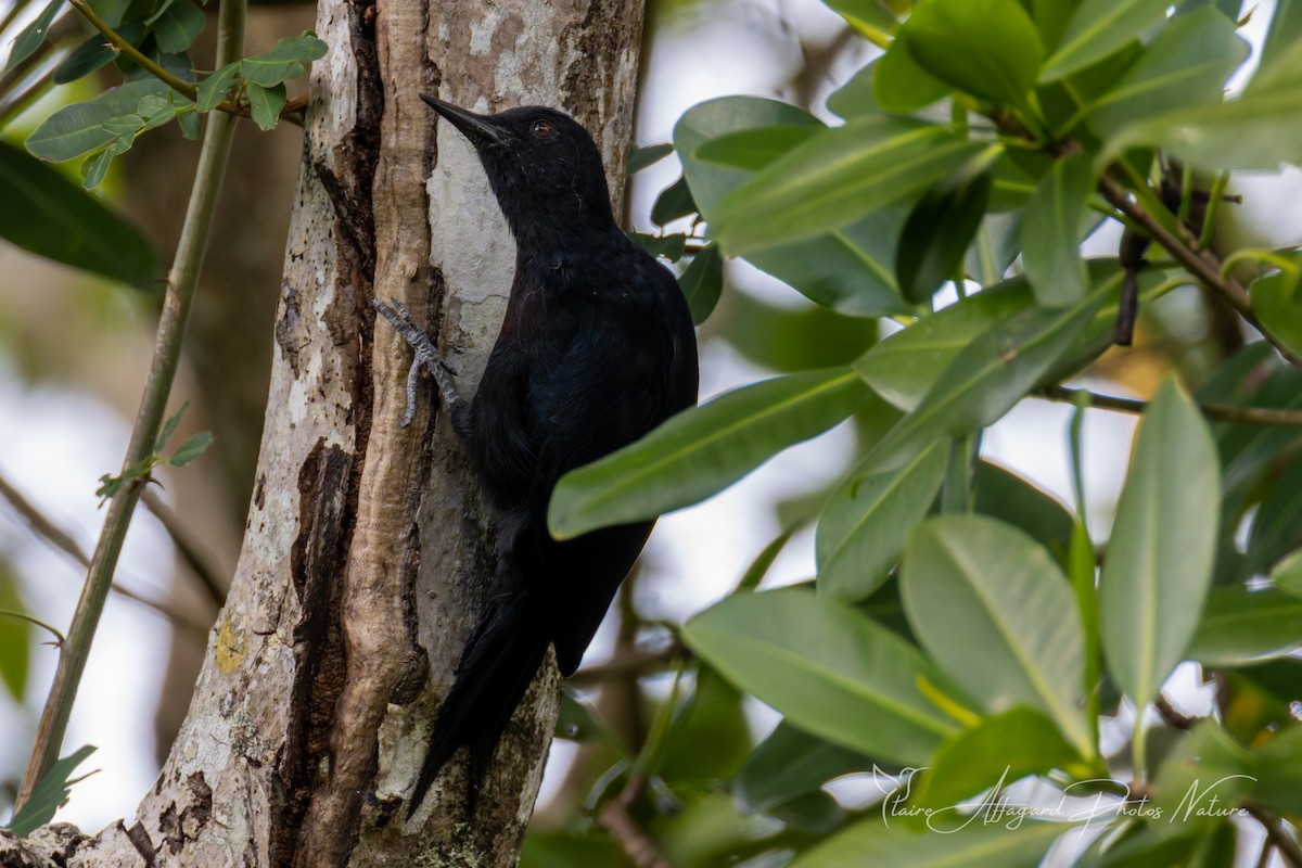 Guadeloupe Woodpecker - ML645412355
