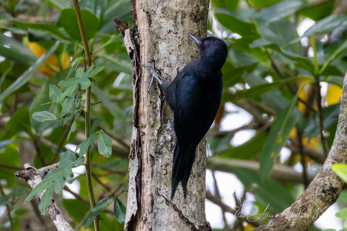 Guadeloupe Woodpecker - ML645412356