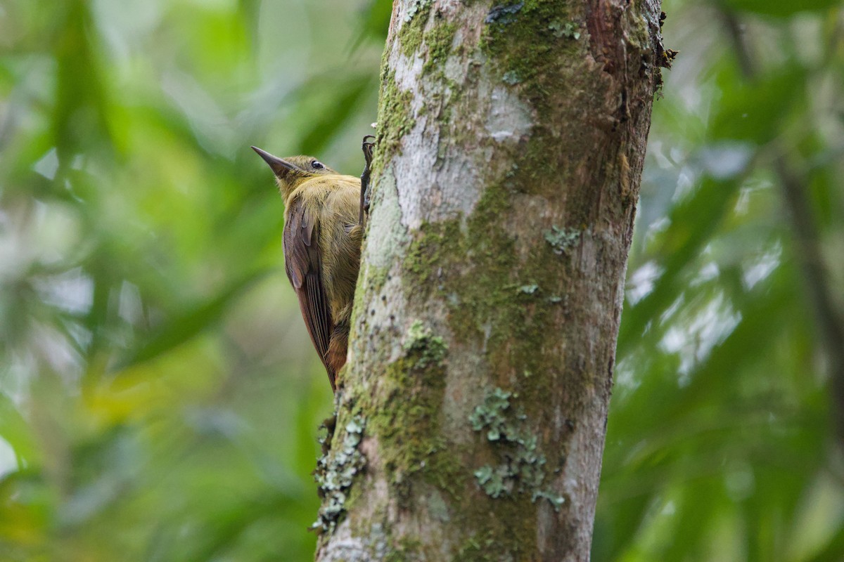 Olivaceous Woodcreeper - ML645412359