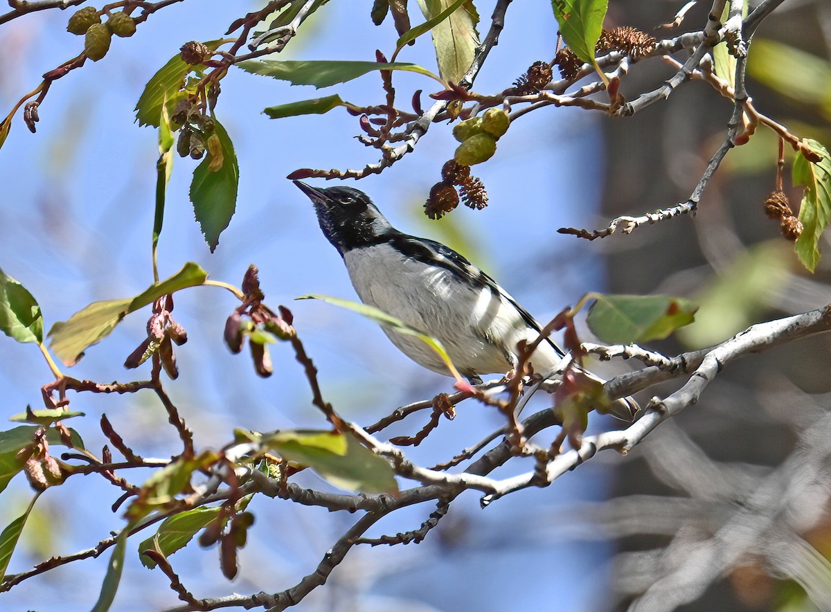 Black-throated Blue Warbler - ML645412365