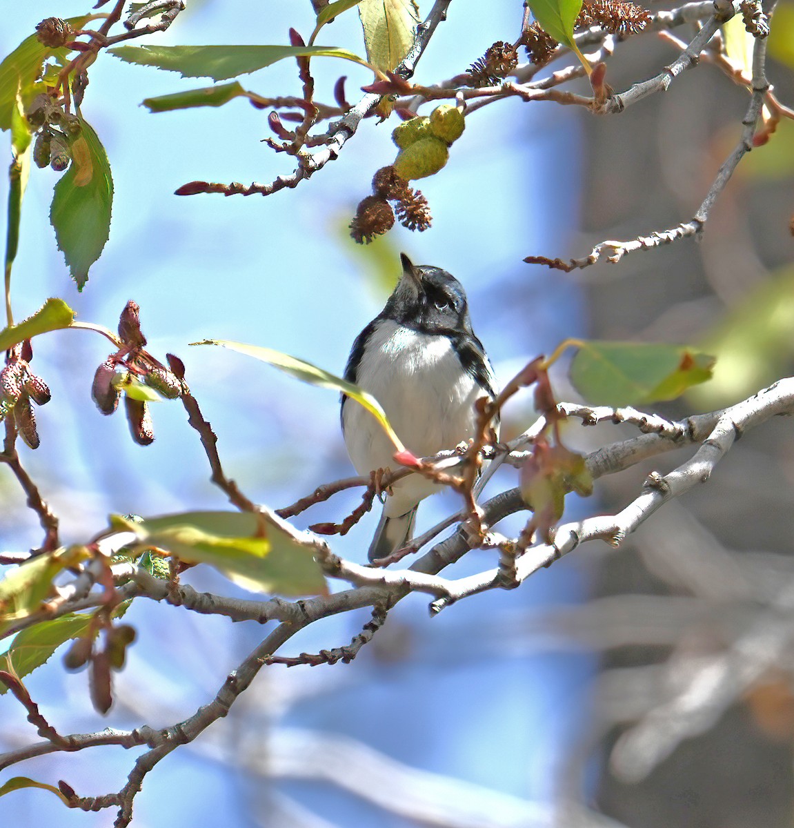 Black-throated Blue Warbler - ML645412366