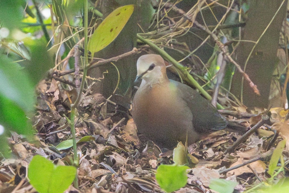 Lemon Dove (Lemon) - ML645412385