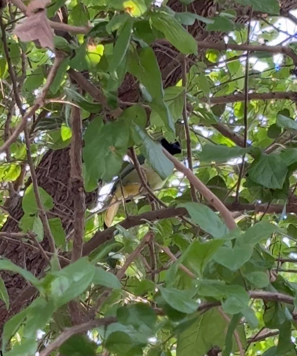 Geai vert - ML645412402