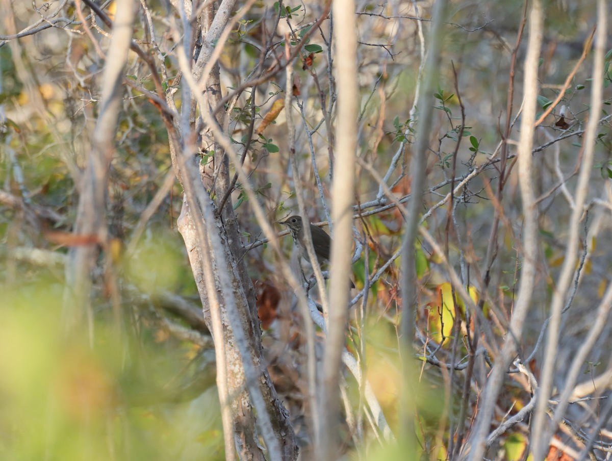 Дрізд-короткодзьоб плямистоволий - ML645412407