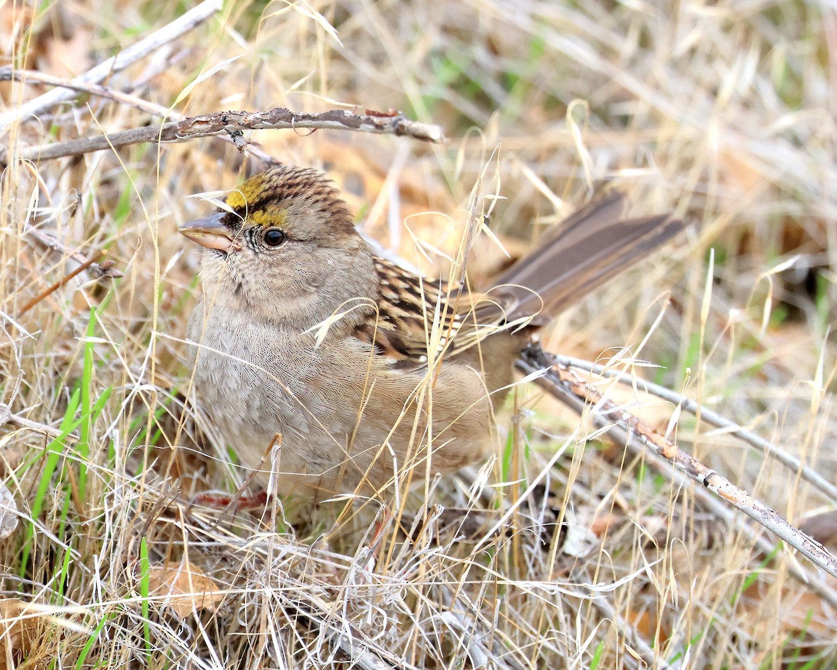 Чернобровая овсянка - ML645412412