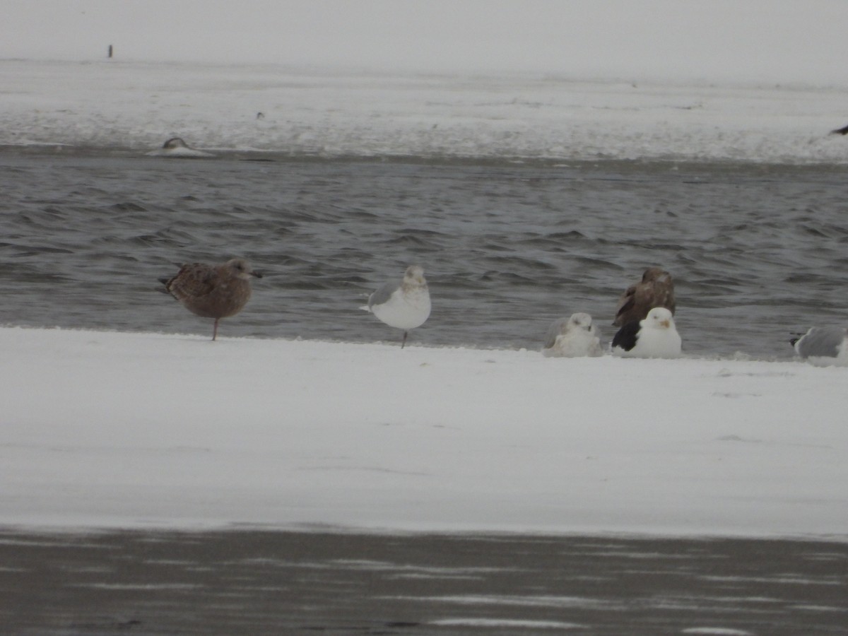 Great Black-backed Gull - ML645412413