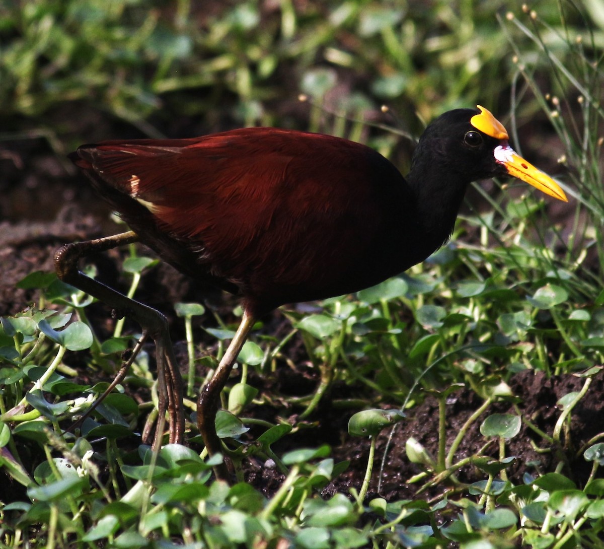 Northern Jacana - ML645412417