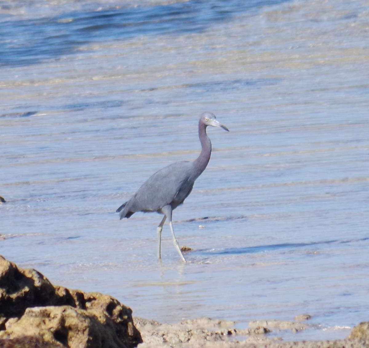 לבנית כחולה קטנה - ML645412419