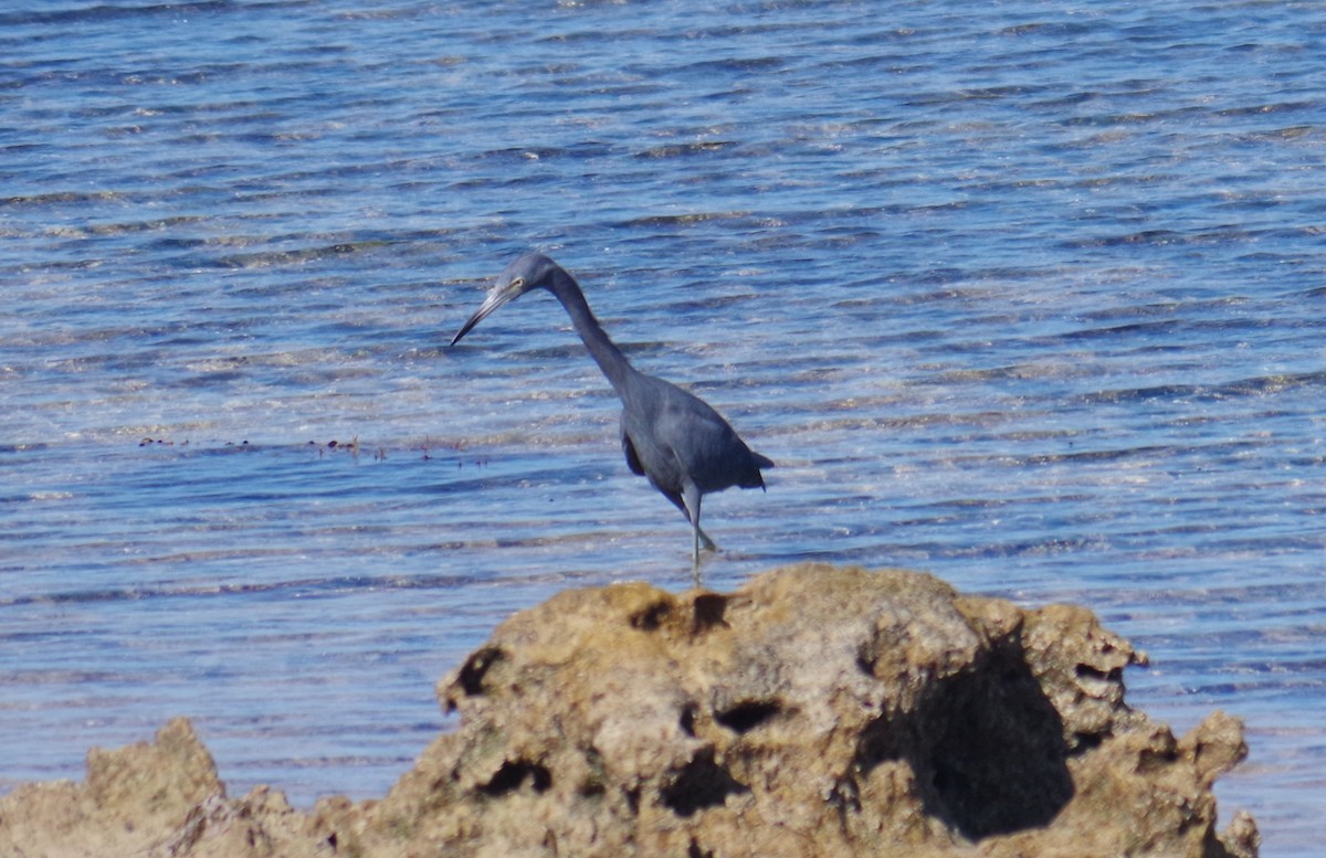 לבנית כחולה קטנה - ML645412420