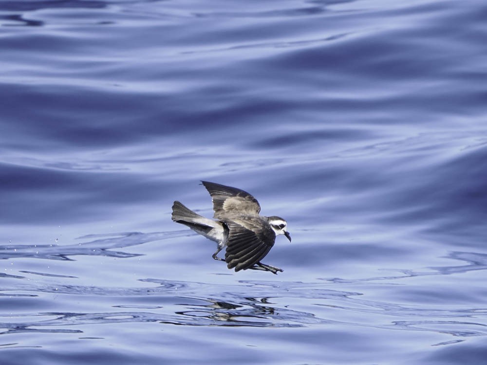 fregattstormsvale - ML645412440