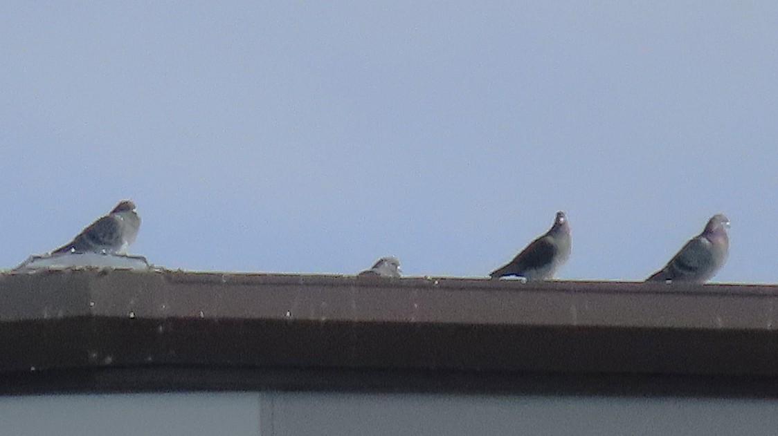 Haitz-usoa (etxekoa) - ML645412442