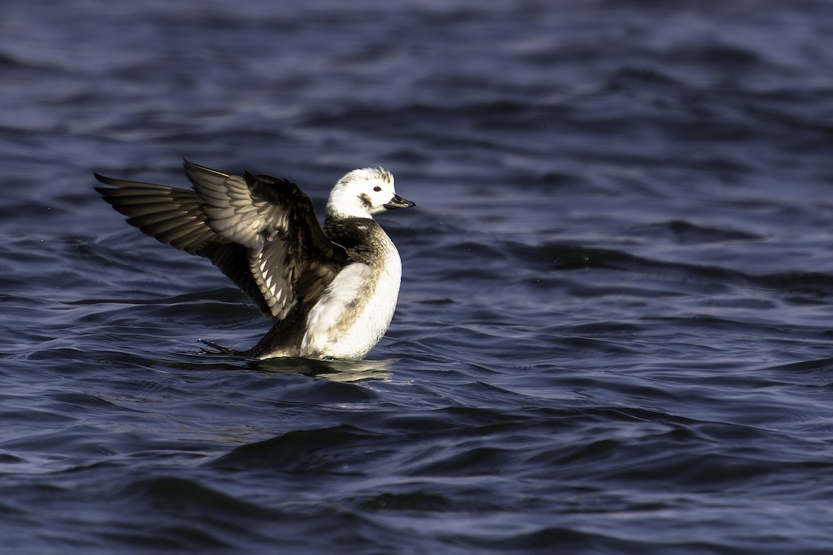 hoholka lední - ML645412443