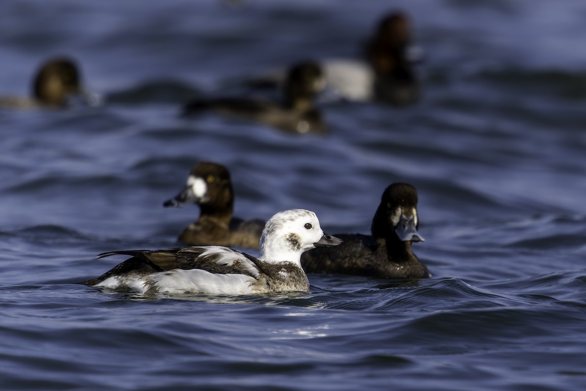 hoholka lední - ML645412446