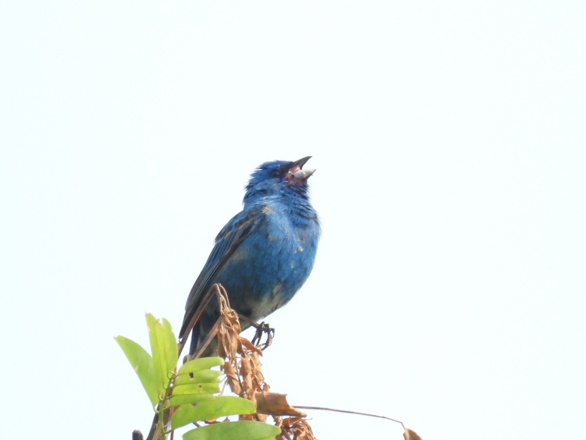 Индиговый колорин - ML645412448