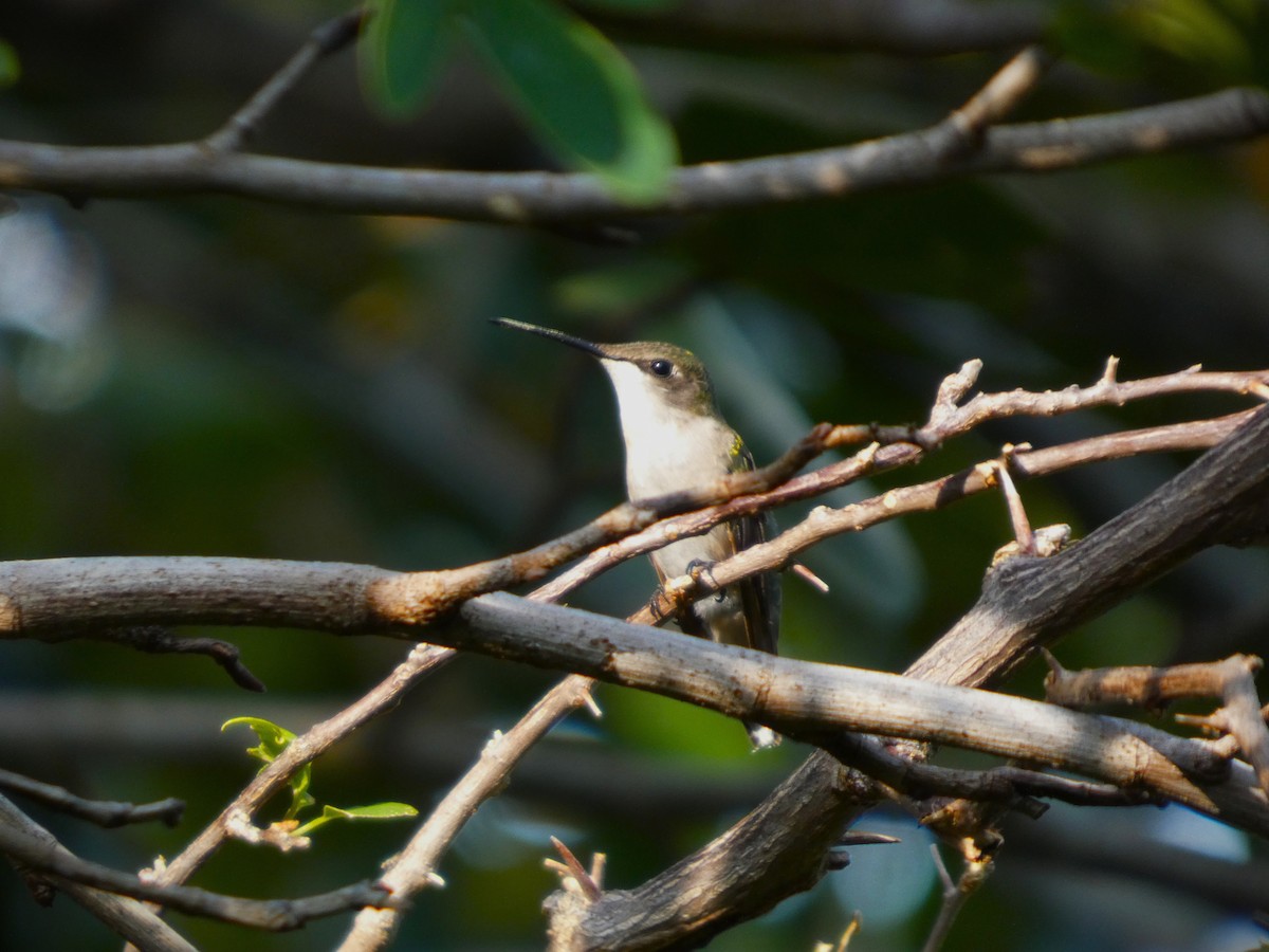 Рубиновогорлый колибри - ML645412471