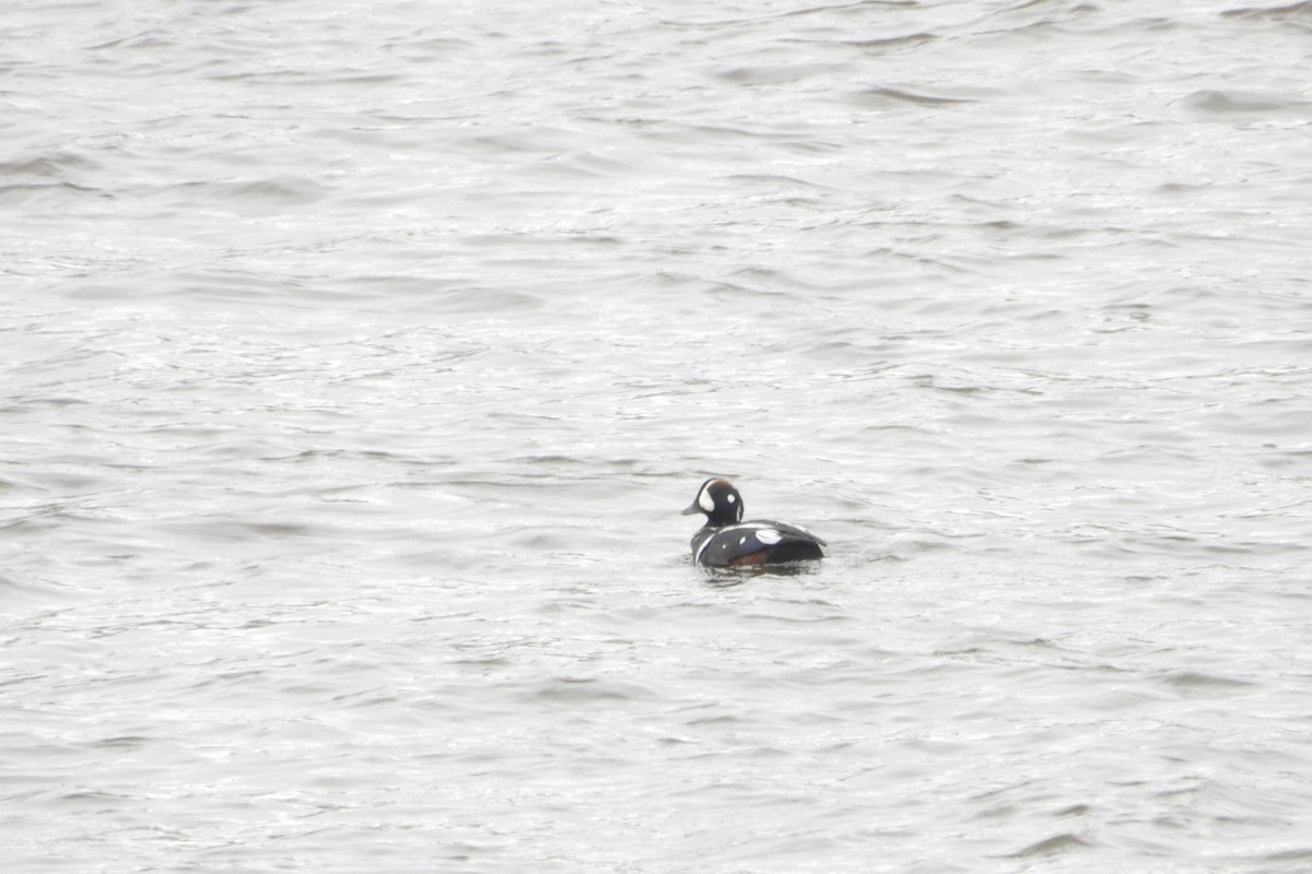 Harlequin Duck - ML645412472