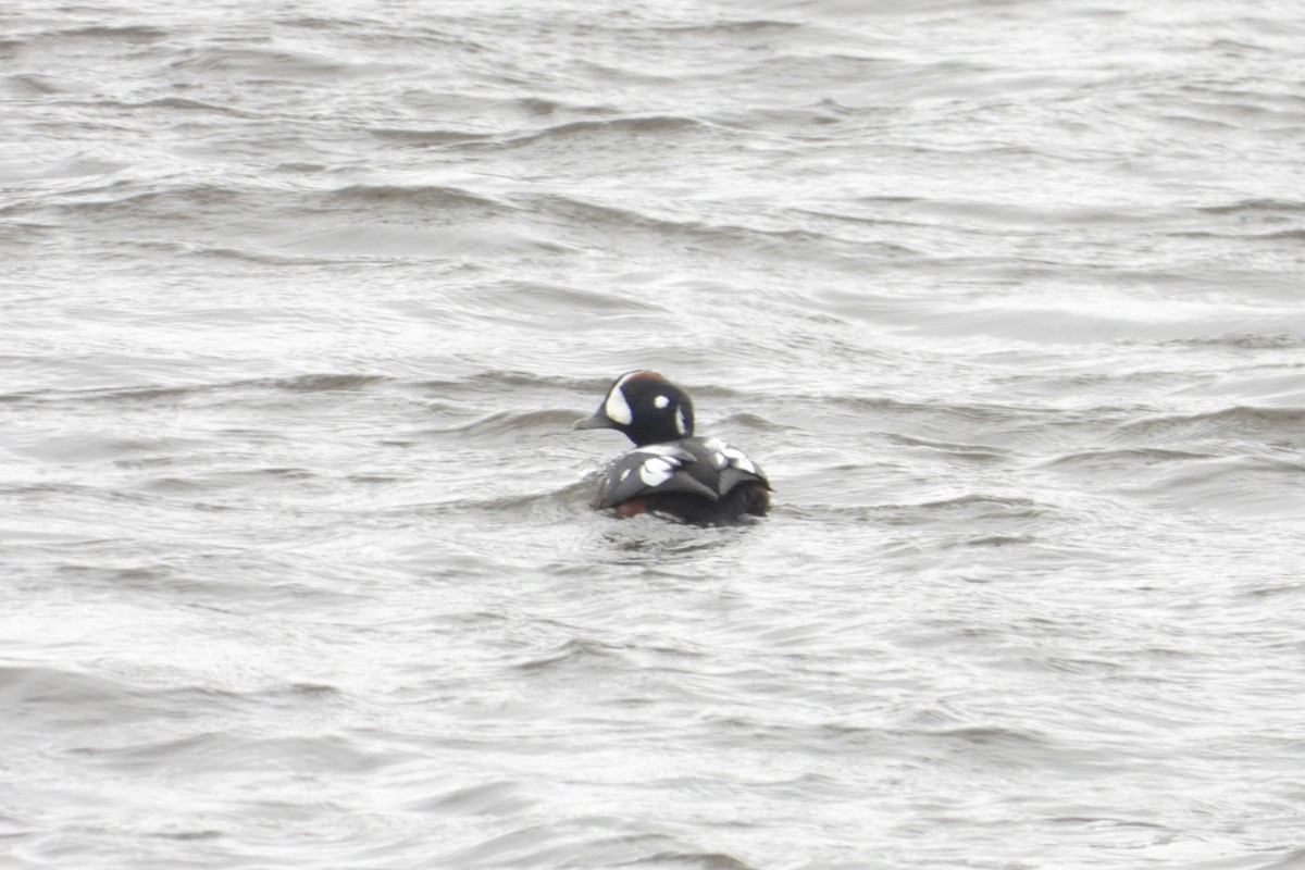 Harlequin Duck - ML645412473
