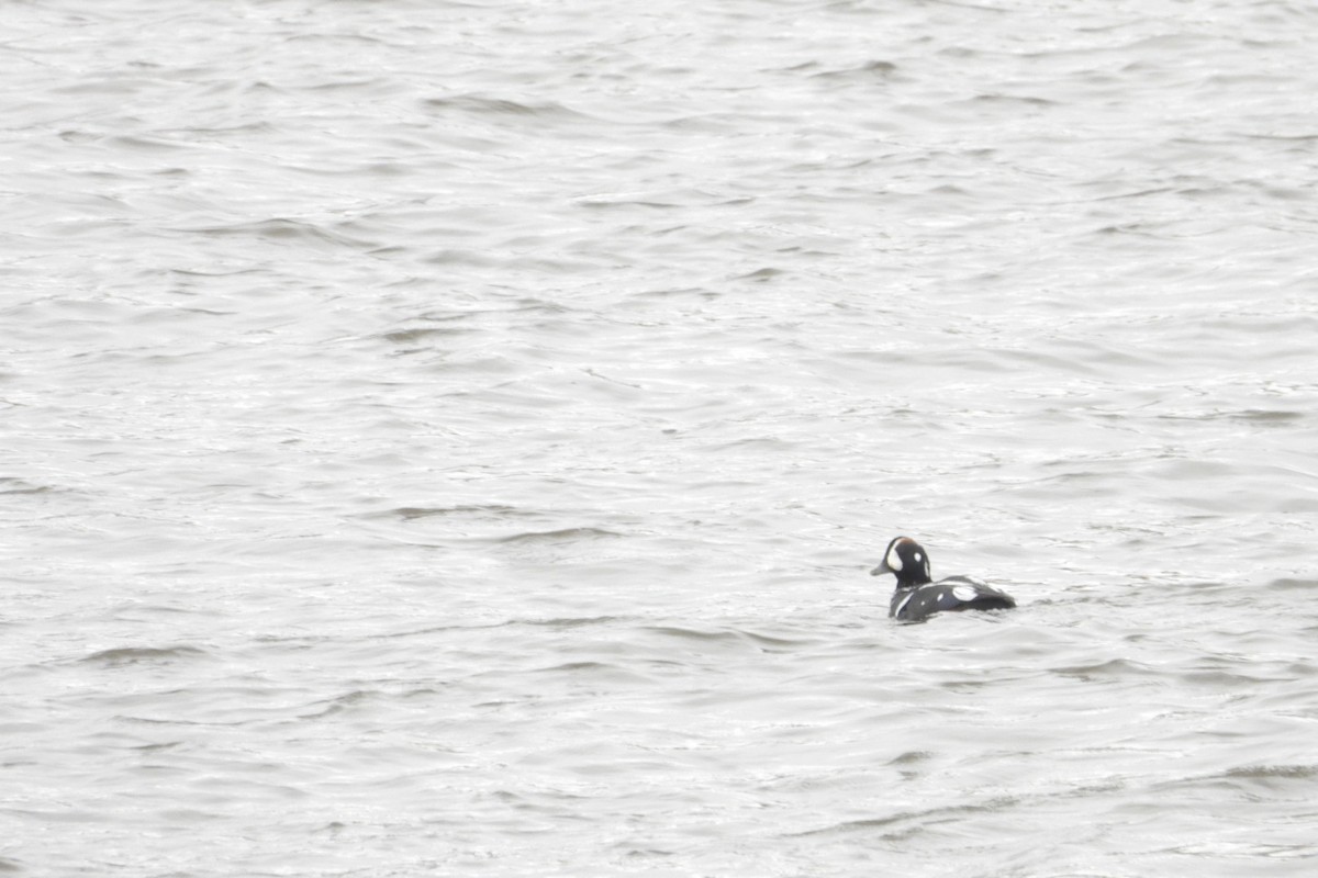 Harlequin Duck - ML645412474