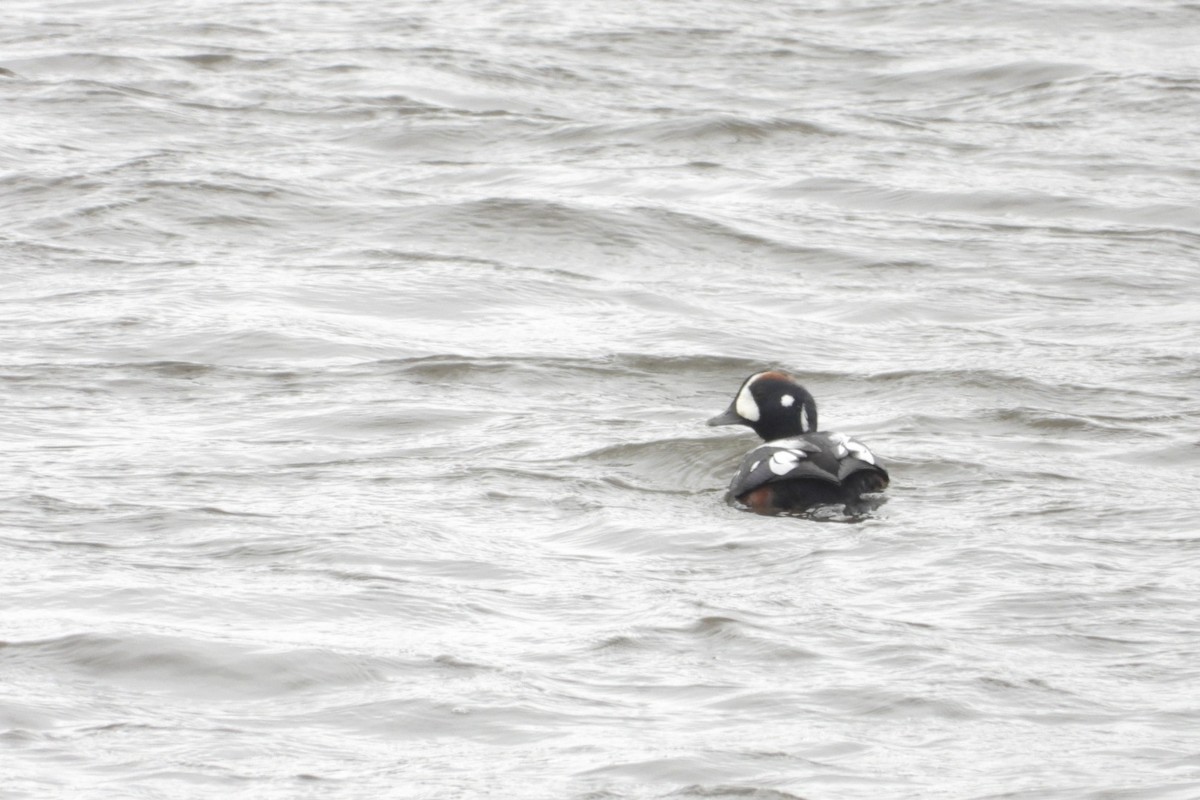 Harlequin Duck - ML645412475