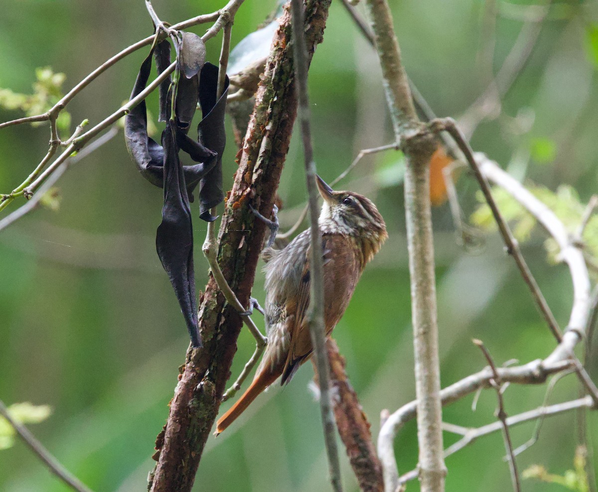 Çizgili Zenops - ML645412493