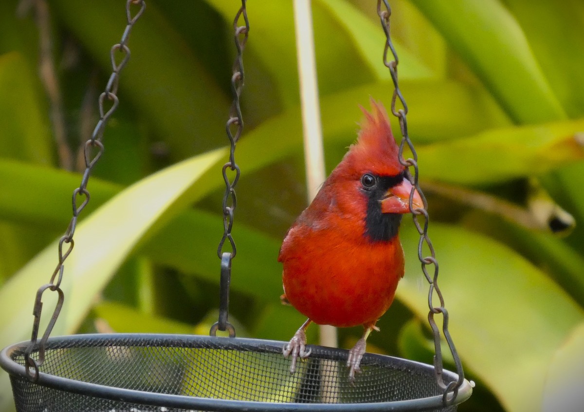 Kırmızı Kardinal - ML645412495