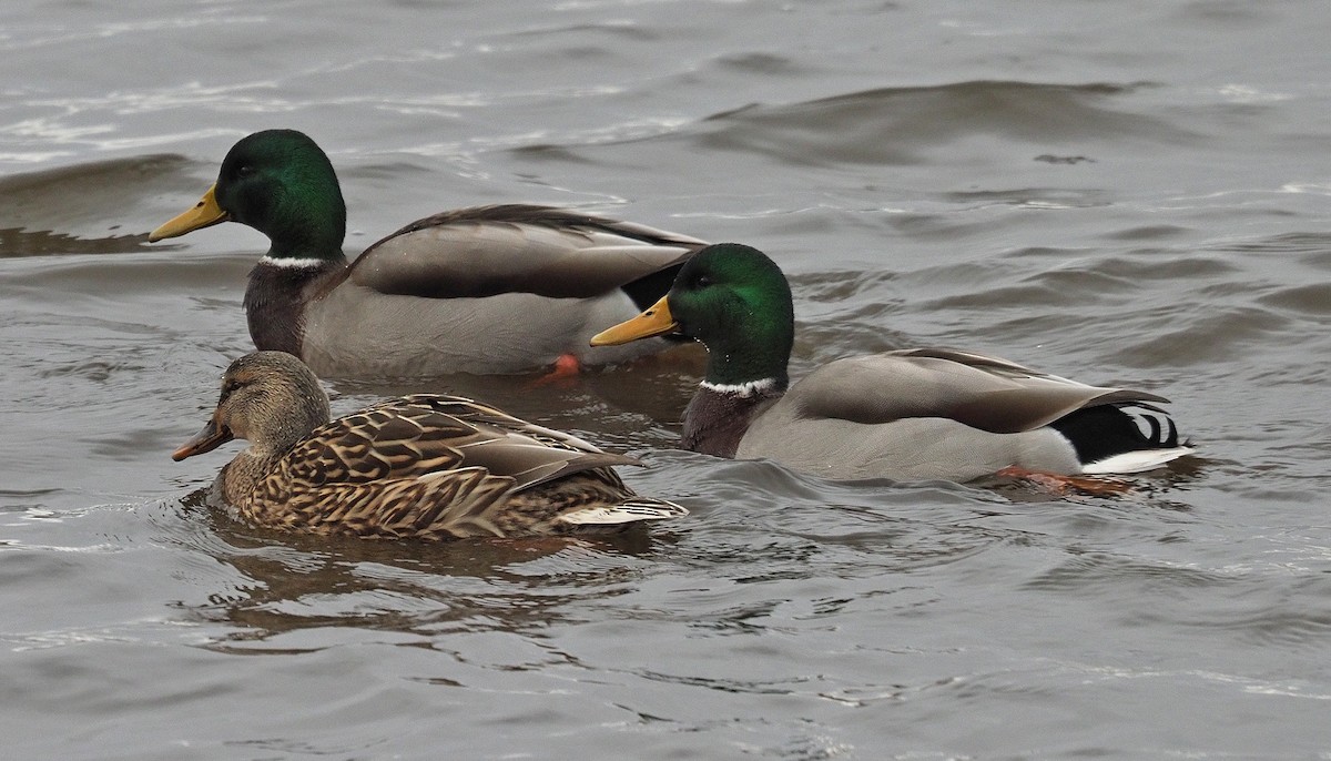 Yeşilbaş - ML645412497