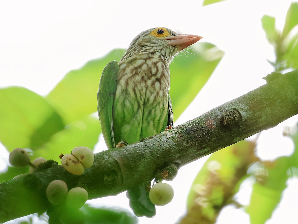 Kırçıllı Barbet - ML645412498