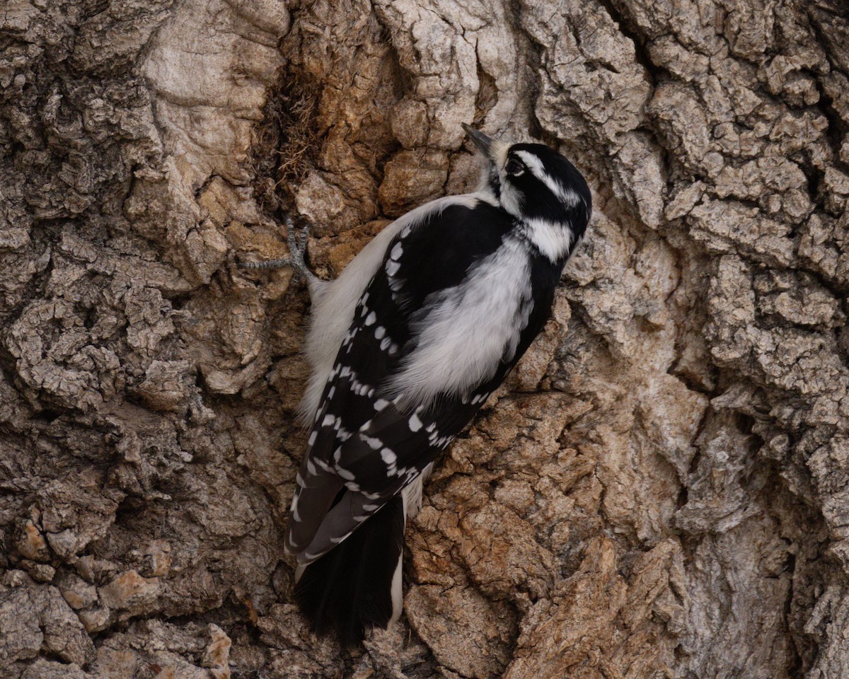 Yumuşak Tüylü Ağaçkakan (leucurus/glacialis) - ML645412499