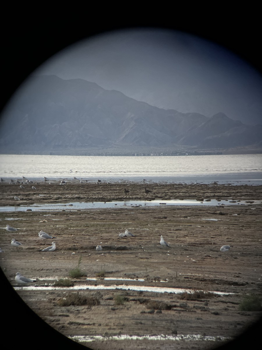 Sakarca - ML645412502