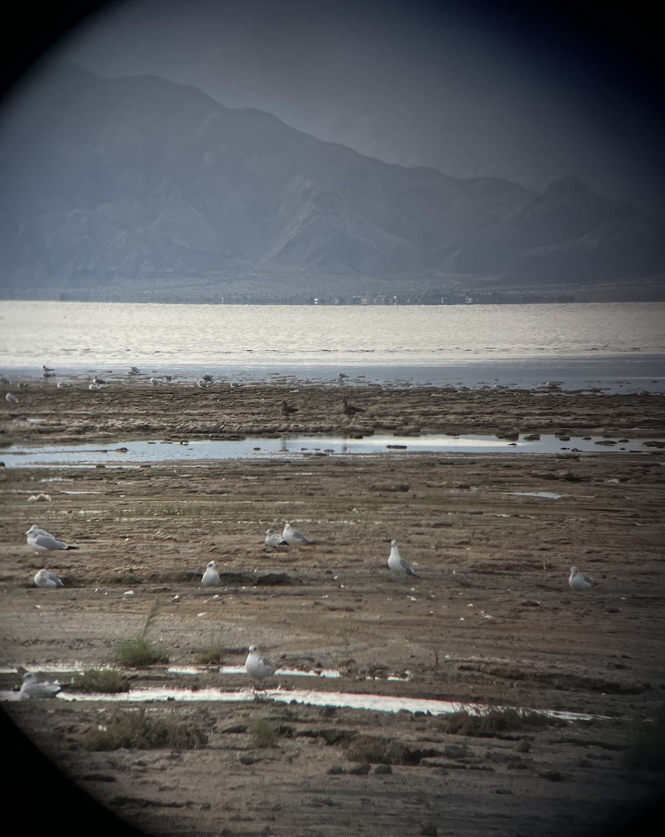 Sakarca - ML645412503