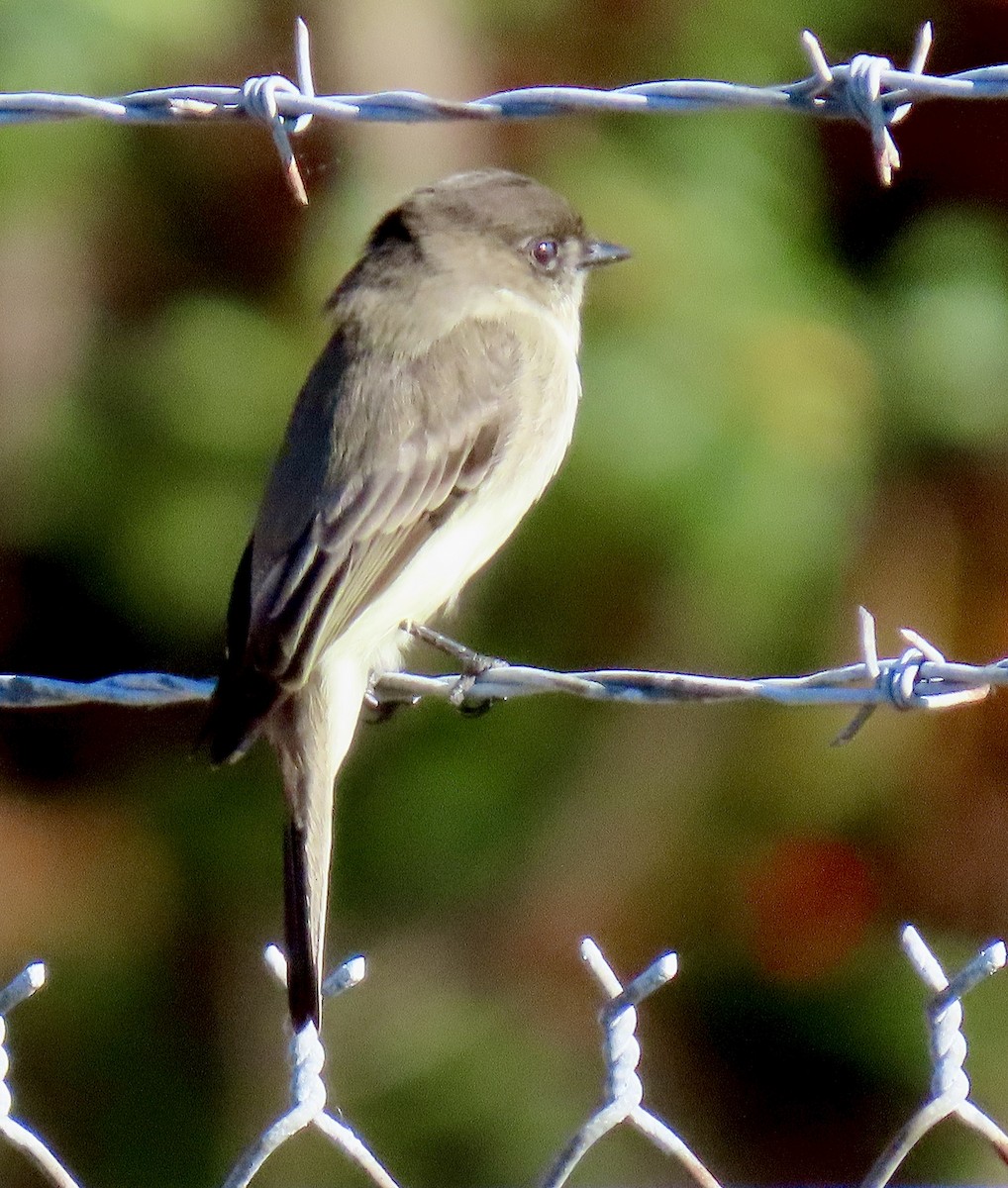 Ak Karınlı Fibi - ML645412504