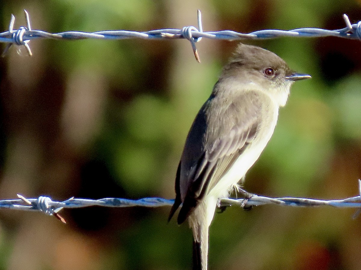 Ak Karınlı Fibi - ML645412505